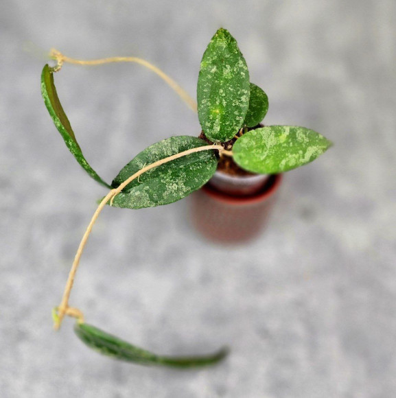 Hoya Caudata Aceh Red Big Leaf