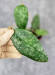 Hoya Caudata Aceh Red Big Leaf
