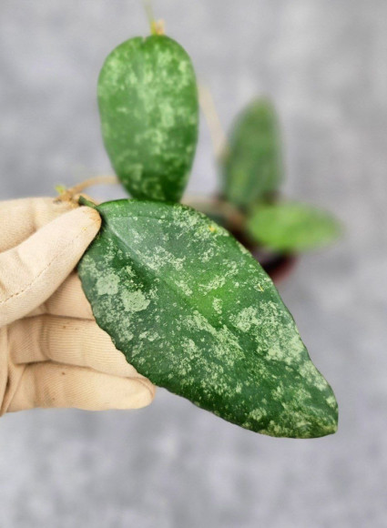 Hoya Caudata Aceh Red Big Leaf