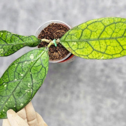 Hoya Clemensiorum Aceh #012                         