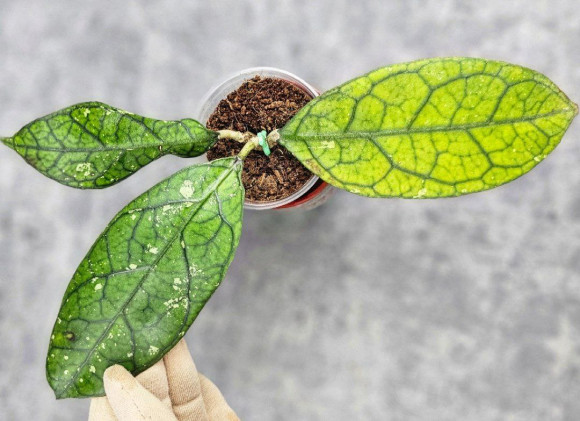 Hoya Clemensiorum Aceh #012                         