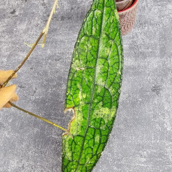 Hoya Clemensiorum Aceh ar #005