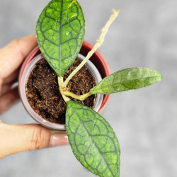 Hoya Clemensiorum Sarawak #002 