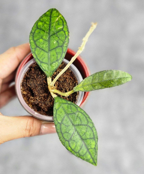 Hoya Clemensiorum Sarawak #002 Hoya Clemensiorum Sarawak #002