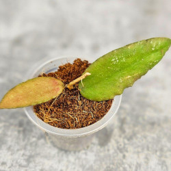 Hoya Caudata Aceh Red Leaf  