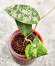 Hoya Caudata Aceh High Splash  