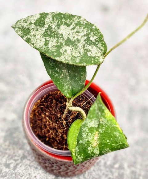 Hoya Caudata Aceh High Splash  