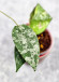 Hoya Caudata Aceh High Splash  