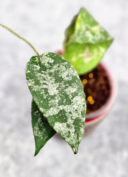 Hoya Caudata Aceh High Splash Hoya Caudata Aceh High Splash