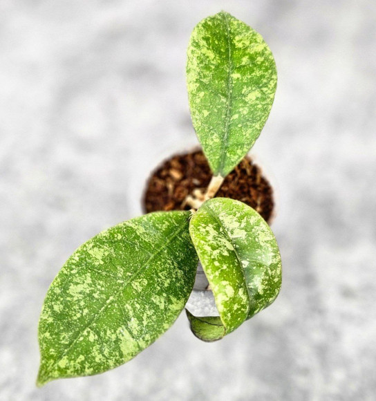 Hoya Sp Kalbar