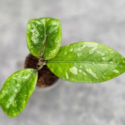 Hoya Sp Aceh Air Suri 