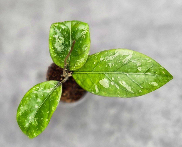 Hoya Sp Aceh Air Suri 