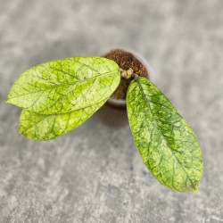 Hoya Meredithii High Splash 