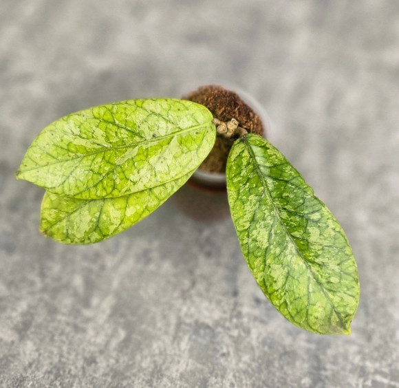 Hoya Meredithii High Splash Hoya Meredithii High Splash