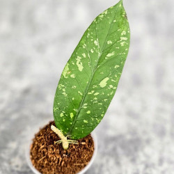 Hoya Sp. Aceh Sarami