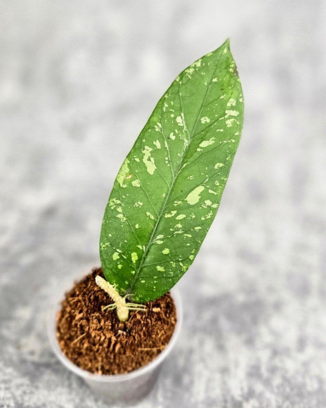 Hoya Sp. Aceh Sarami