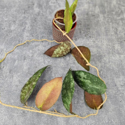 Hoya Caudata Aceh Red Big Leaf 