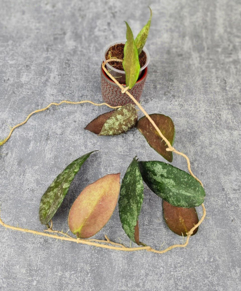 Hoya Caudata Aceh Red Big Leaf 