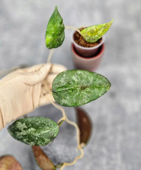 Hoya Caudata Aceh Red Big Leaf 