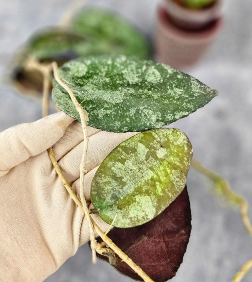 Hoya Caudata Aceh Red Big Leaf 