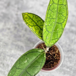 Hoya Clemensiorum Aceh #012                          