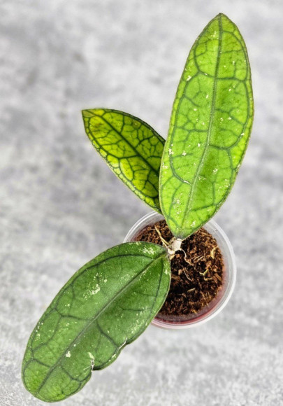 Hoya Clemensiorum Aceh #012                          