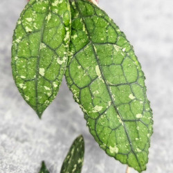 Hoya Clemensiorum Aceh #001 Long