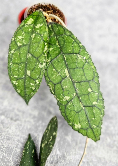 Hoya Clemensiorum Aceh #001 Long