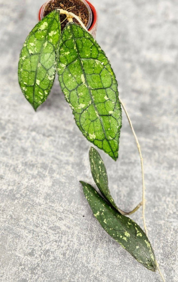 Hoya Clemensiorum Aceh #001 Long