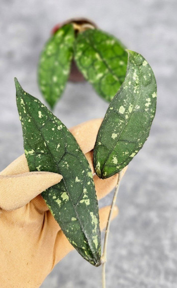 Hoya Clemensiorum Aceh #001 Long