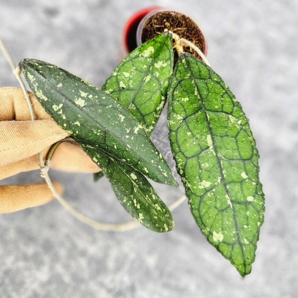 Hoya Clemensiorum Aceh #001 Long