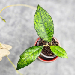 Hoya Clemensiorum Sarawak #002  