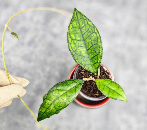 Hoya Clemensiorum Sarawak #002  