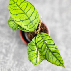 Hoya Calistophylla Chibi  