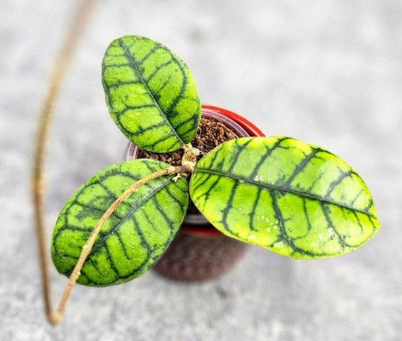 Hoya Calistophylla Chibi Hoya Calistophylla Chibi