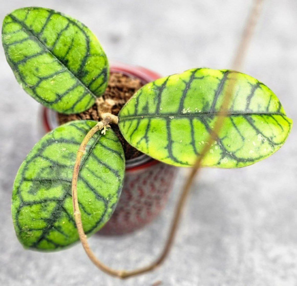 Hoya Calistophylla Chibi Hoya Calistophylla Chibi