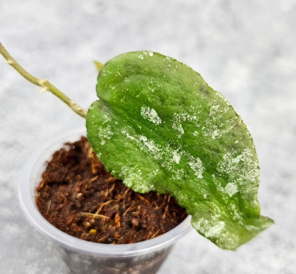 Hoya Caudata Aceh Red Leaf  