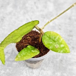 Hoya Caudata Aceh Red Leaf  