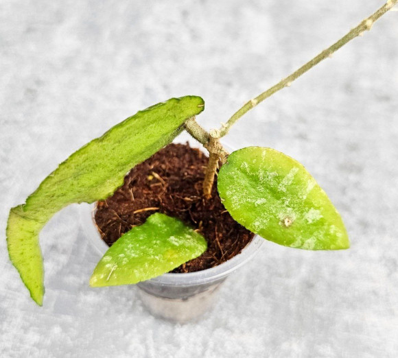 Hoya Caudata Aceh Red Leaf  