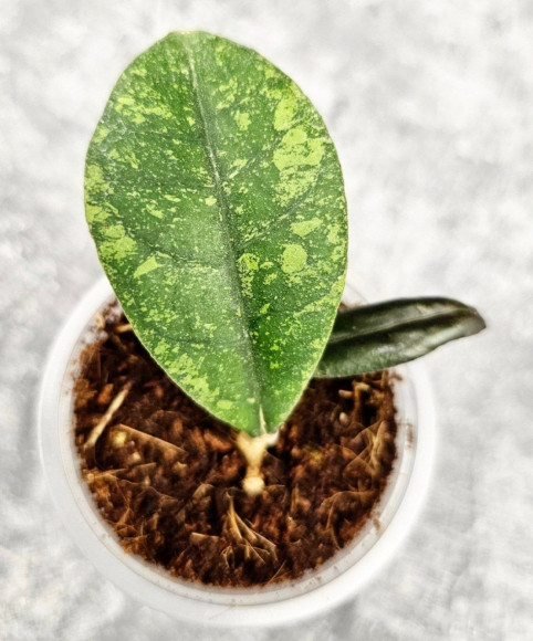 Hoya Sp Kalbar 