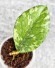 Hoya Manohara High Splash 