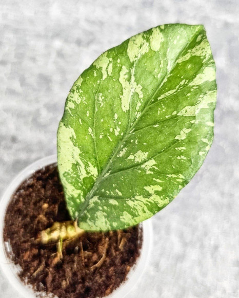 Hoya Manohara High Splash 