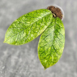 Hoya Meredithii High Splash 