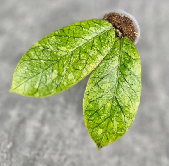 Hoya Meredithii High Splash Hoya Meredithii High Splash