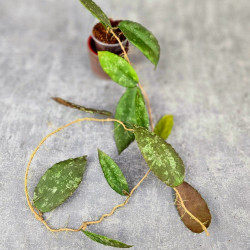 Hoya Caudata Aceh Red Big Leaf 