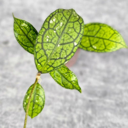 Hoya Clemensiorum Aceh #012                          