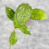 Hoya Clemensiorum Aceh #012                          
