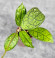 Hoya Clemensiorum Aceh #012                          