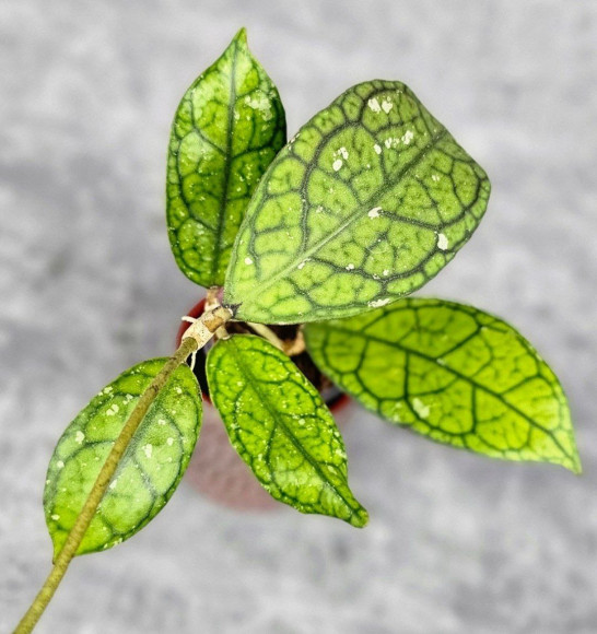 Hoya Clemensiorum Aceh #012                          