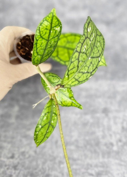 Hoya Clemensiorum Aceh #012                          